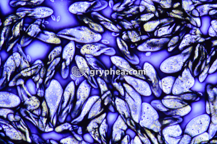 Paramécies colorées Encre de Chine x40 - gryphea.com